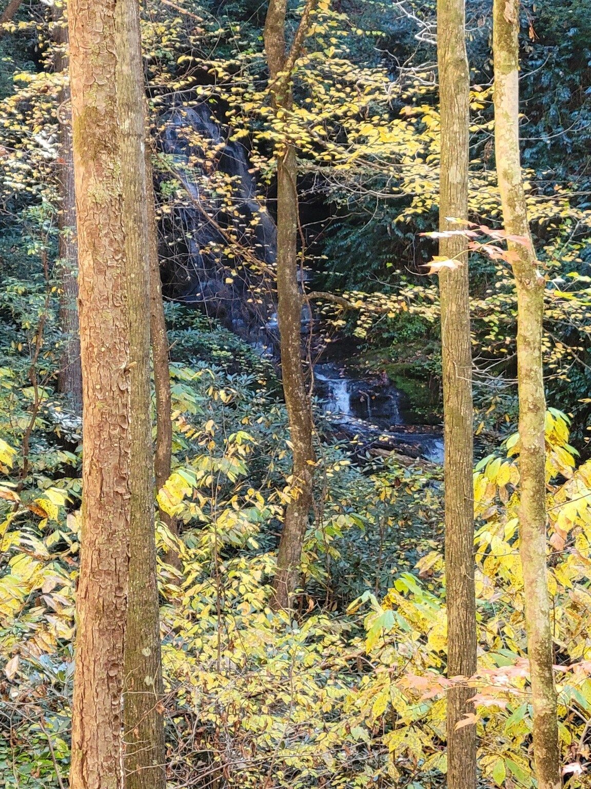 You've got to scramble down the hill off the trail to get even this glimpse of  Camp Creek Falls.  . . heard more than seen!