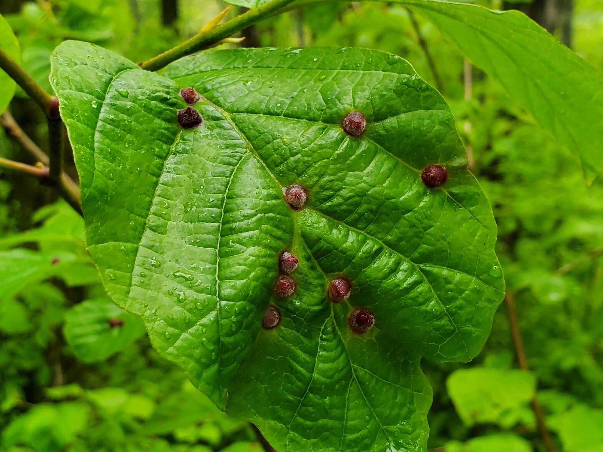Could these be Gall Mites?