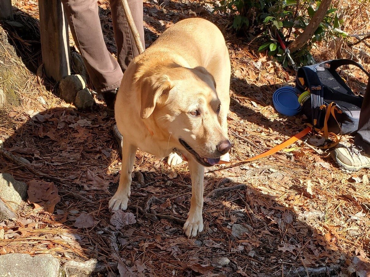 Traildog "Squirt" was friendly company on this hike!
