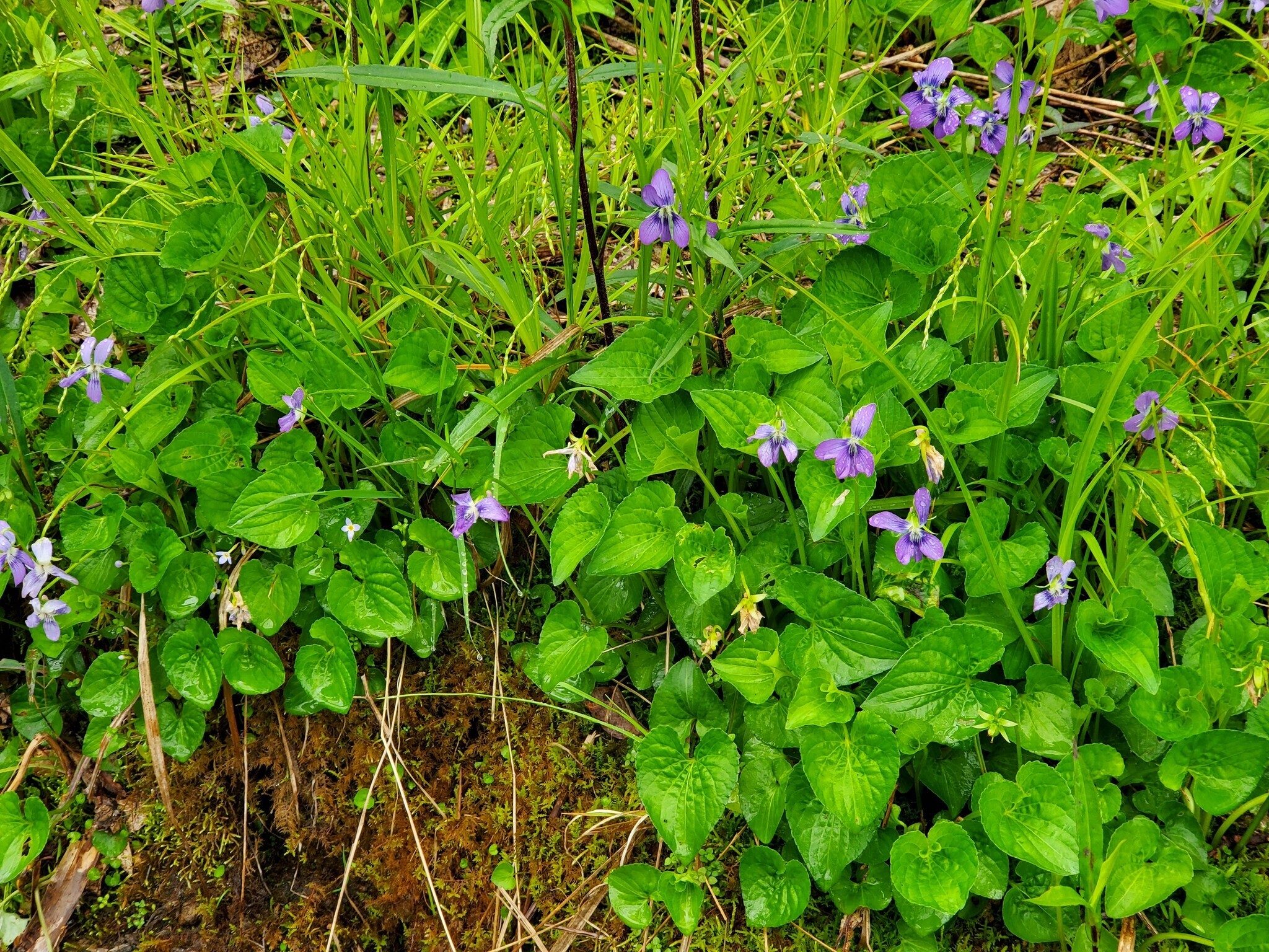 A very healthy clump of Common Violets not often given a second thought.