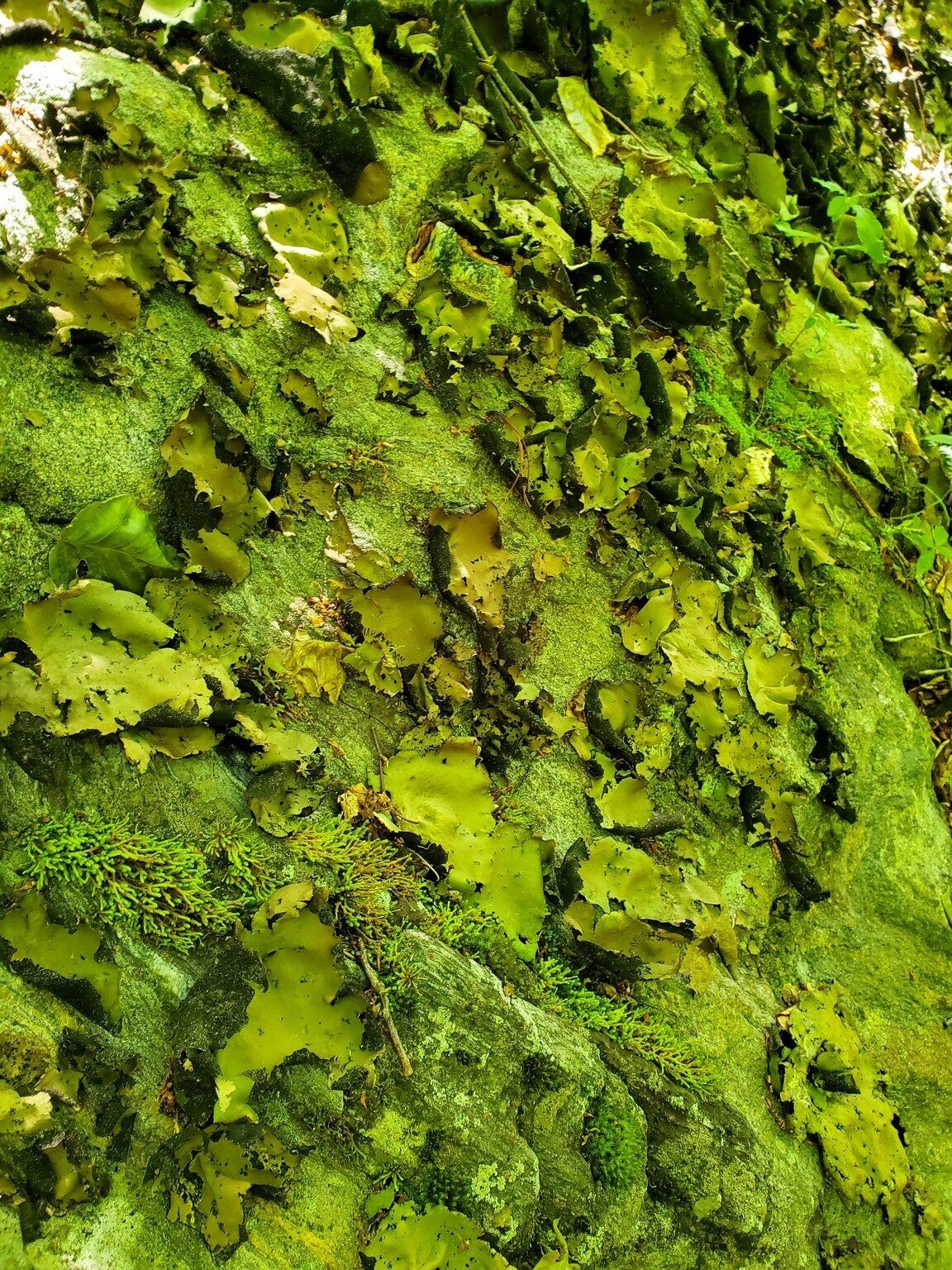 An attractive display of lichen and moss growing on a large bolder along the Old AT.