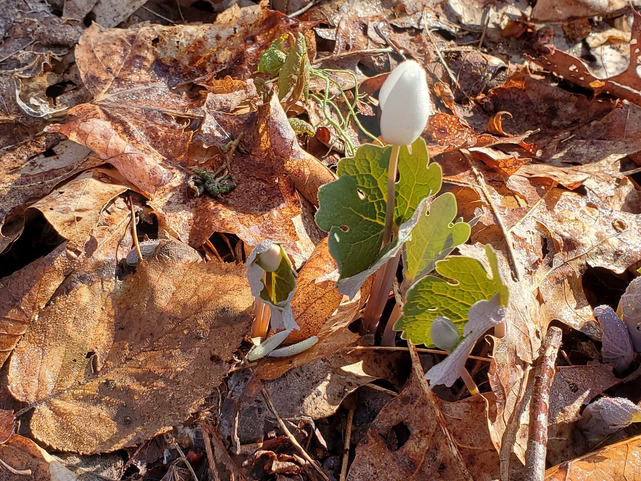 We were greeted early on by some Bloodroot "waking up."