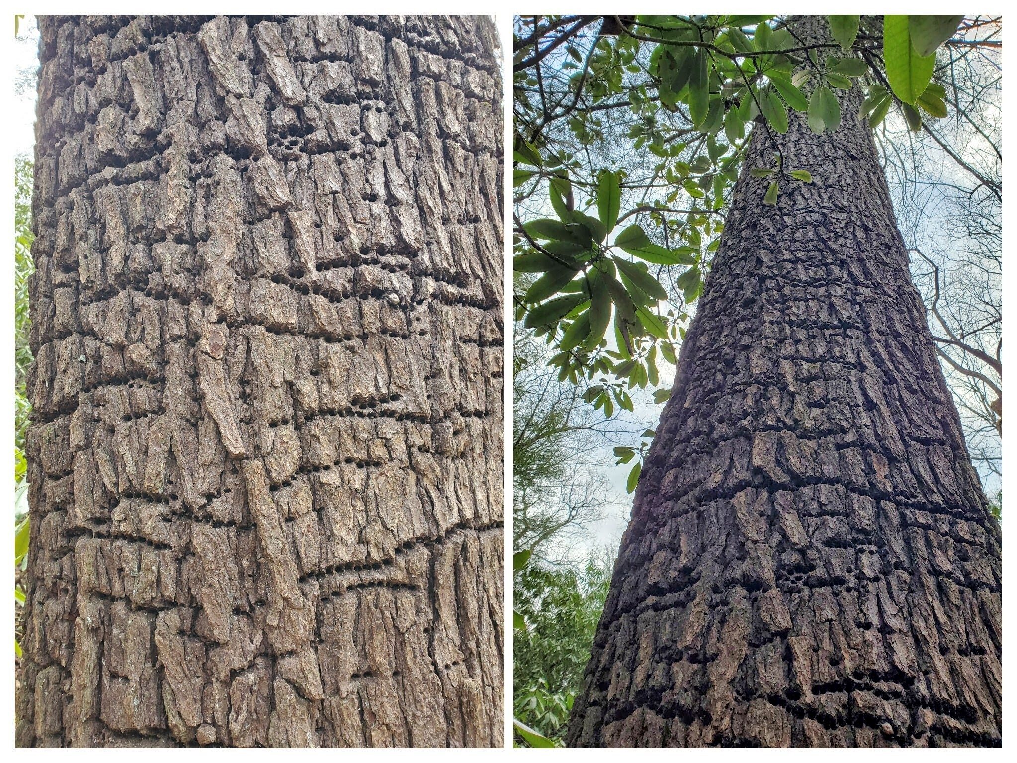 Looks like the woodpeckers have found a tree to their liking.