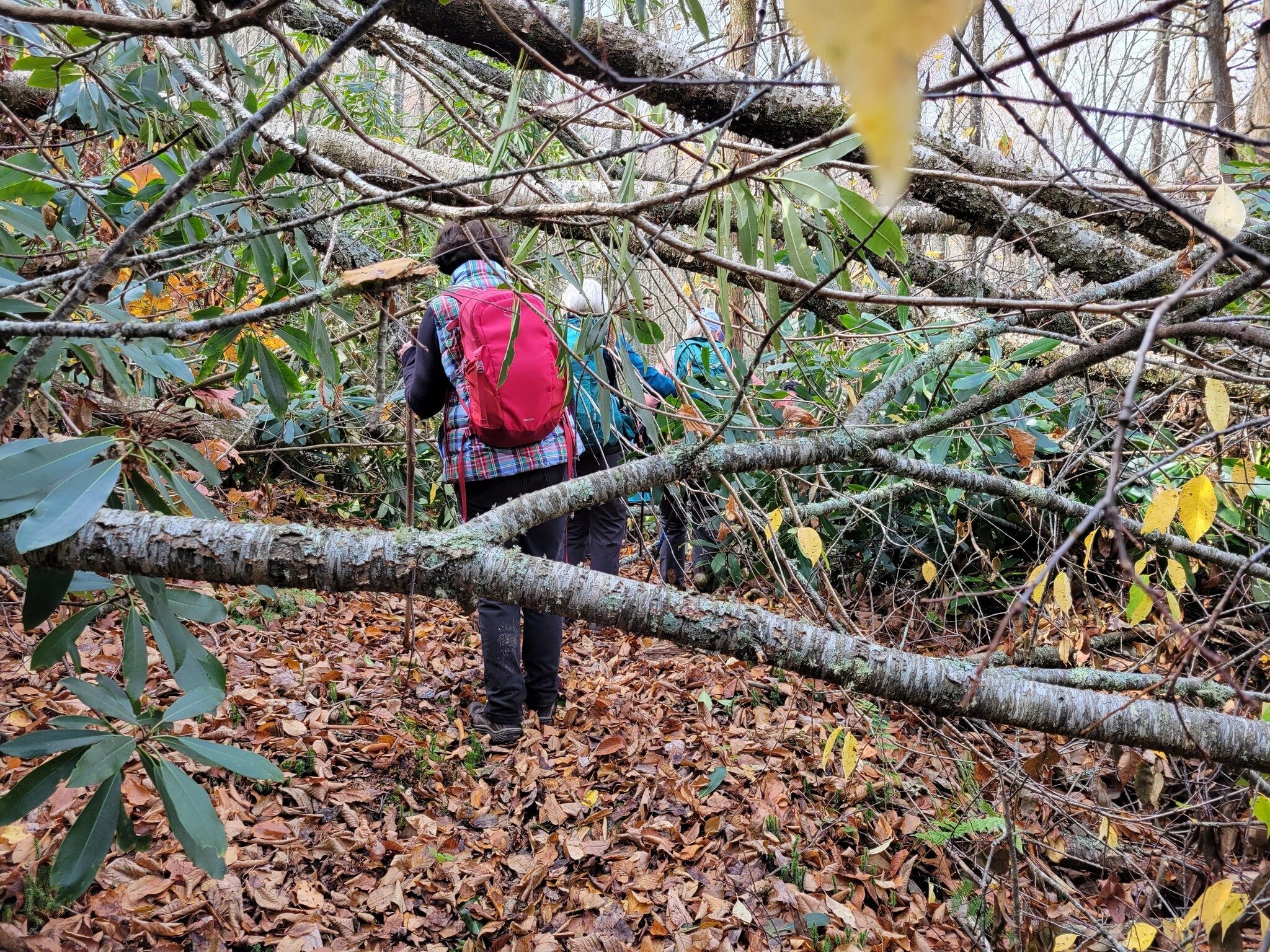 Seriously . . . the only, but challenging deadfall along the final section of the Timber Ridge Trail.