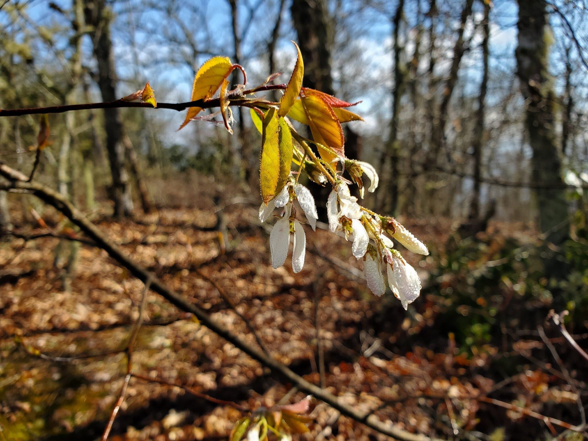 A lonely branch of Serviceberry on Jones Knob about to bloom open.