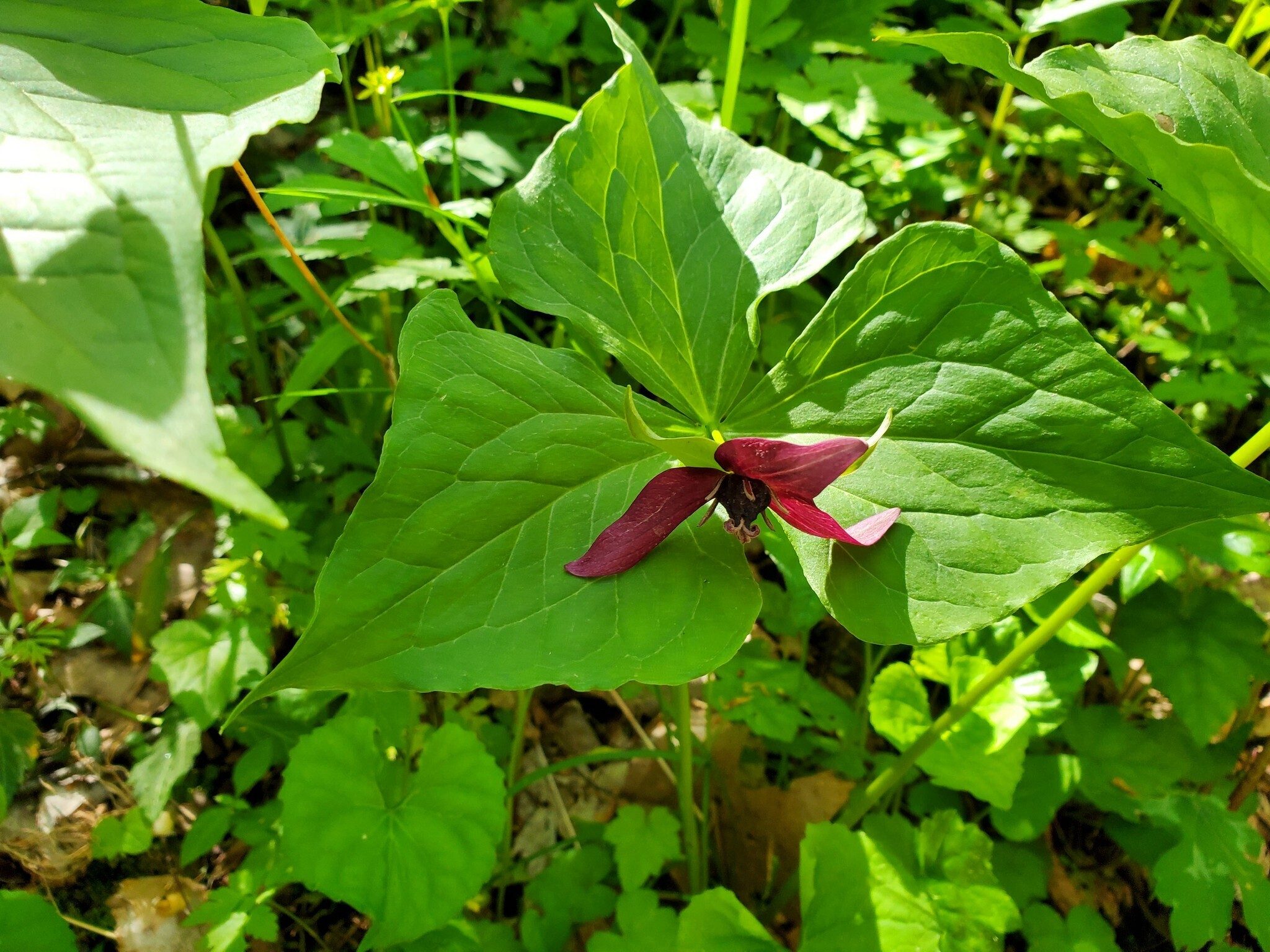 Red Trillium