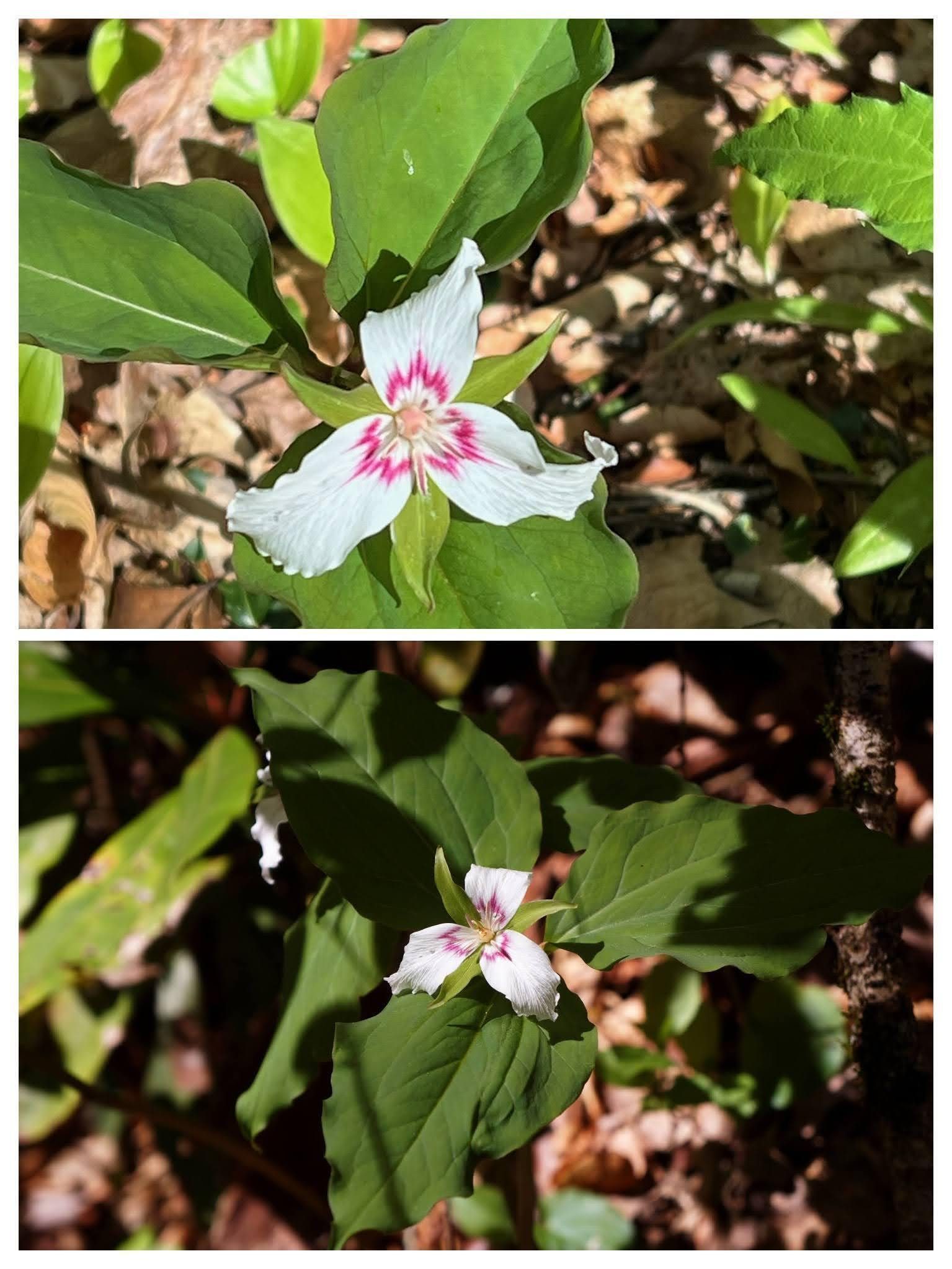 Painted Trillium thanks to Rich & Ray