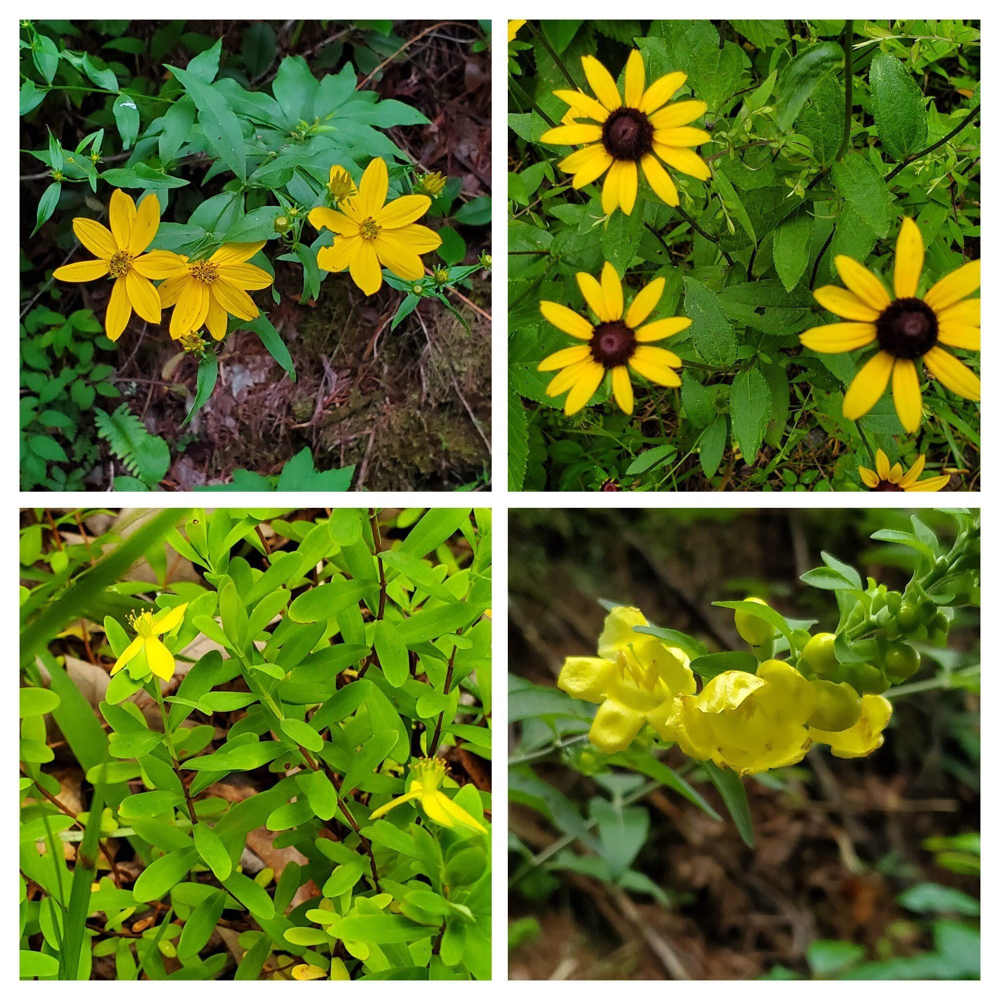 UL: Greater Tickseed Coreopsis; UR; Blackeyed Susan; LR: Smooth False Foxglove ; LL: Saint Andrews Cross