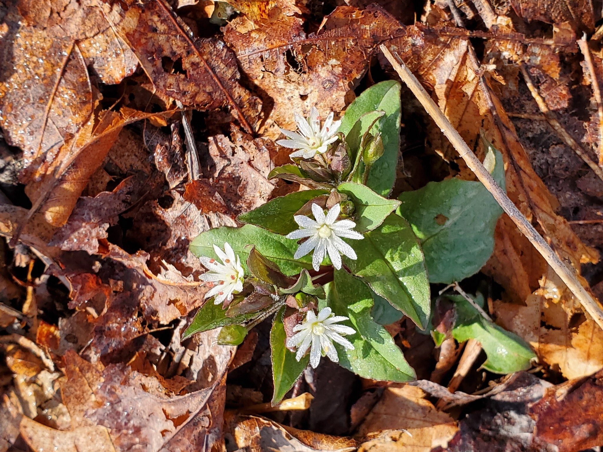 Lots of Start Chickweed today too.