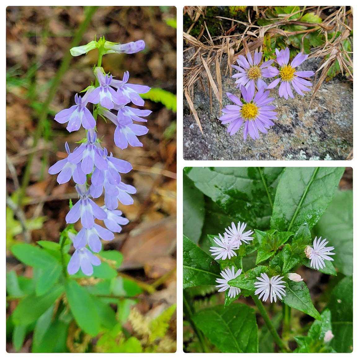 A few wildflowers. Left: Lobelia; UR: Blue Wood Aster; LR: Carolina Elephant's-Foot