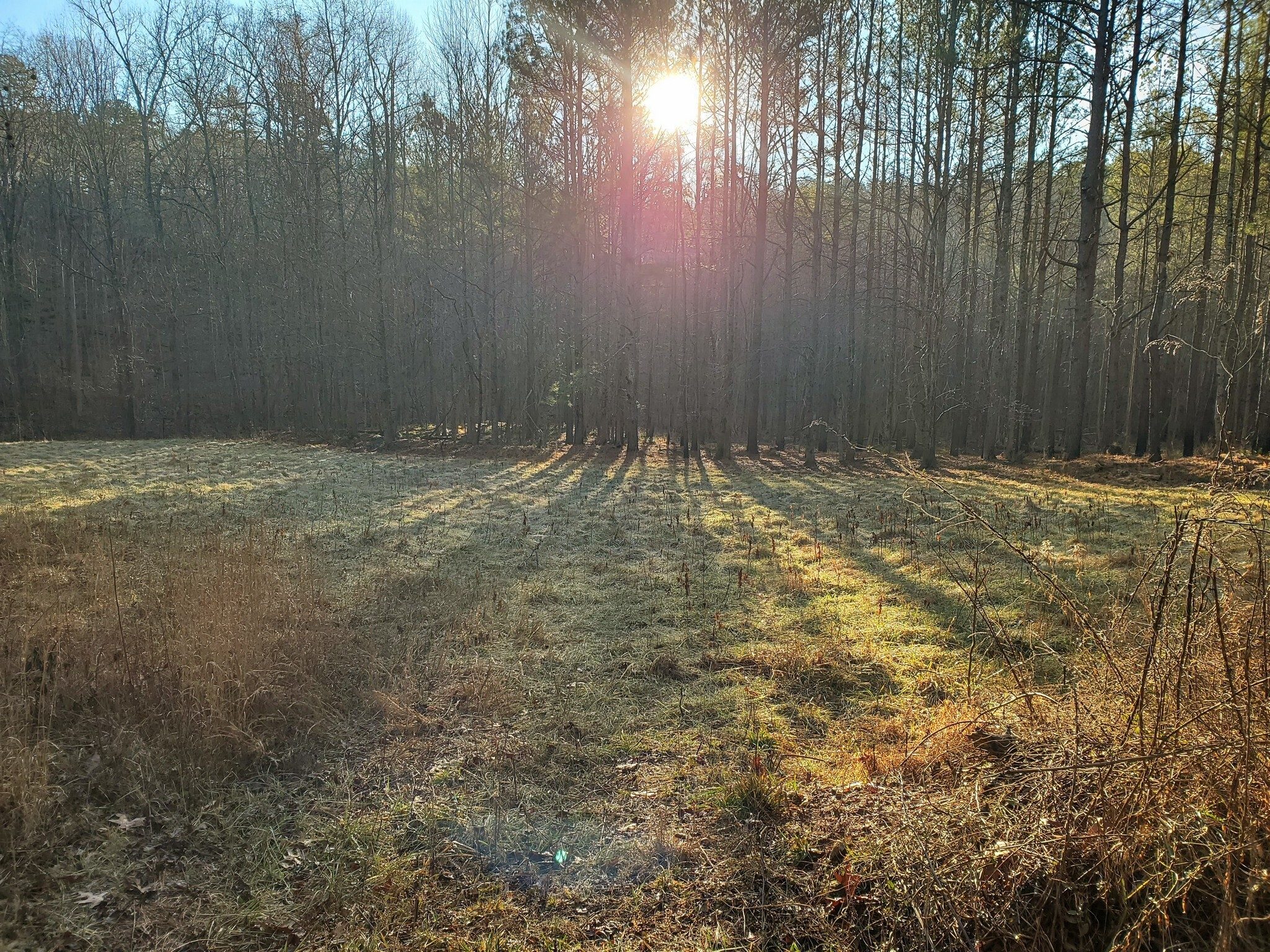 A beautiful morning with the sun just coming up above the trees over a meadow at the start of our hike.