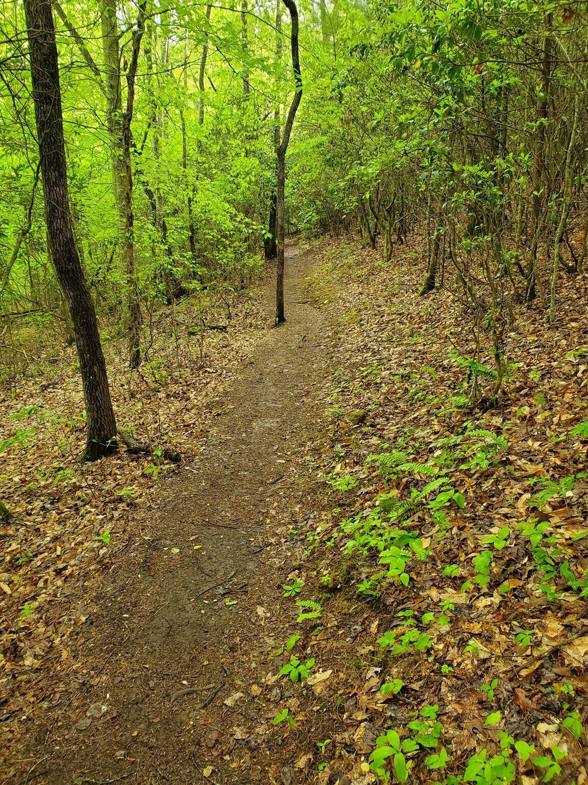 The trail, while well used, was in excellent condition showing regular maintenance.
