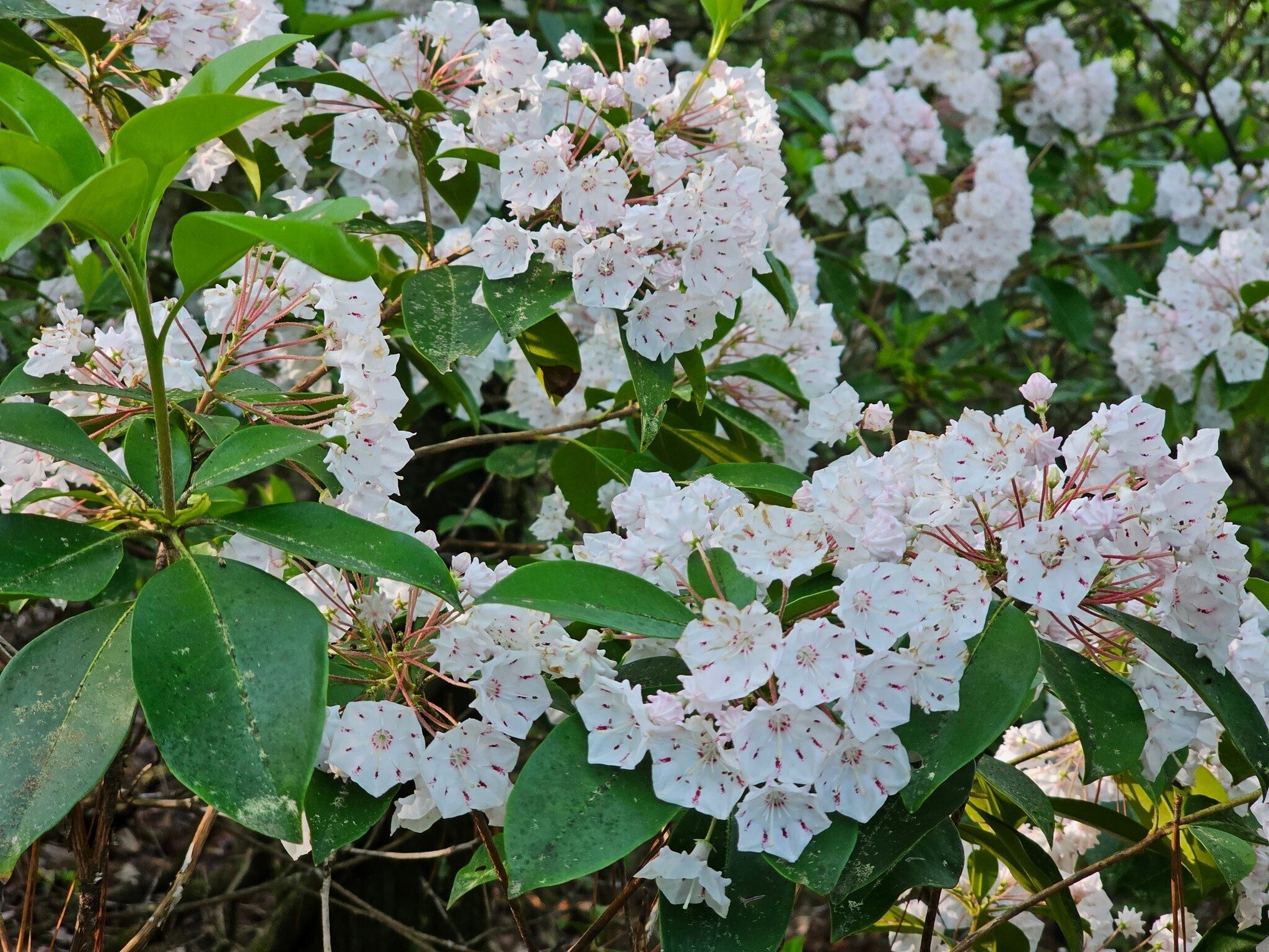 It was a Mountain Laurel kind of day . . . everywhere along this trail.