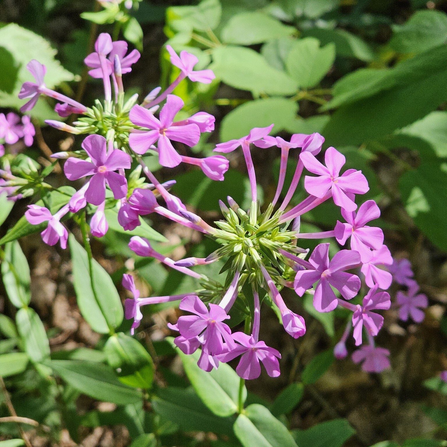 Where the sun penetrates the overhead cover we saw a fair amount of Downy Phlox.