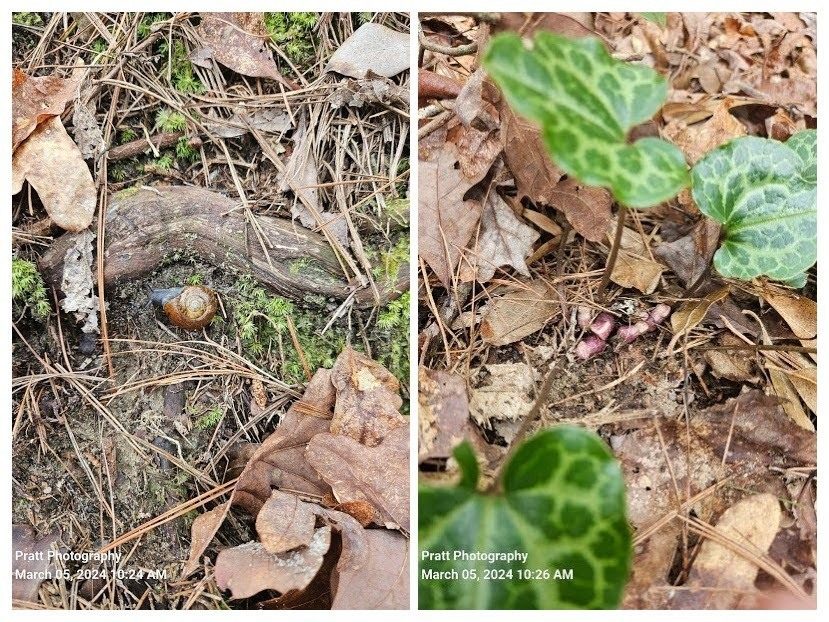 Terre Pratt eyed these along the trail.  Ray Lovett would be proud of you for sighting those "little brown jugs" on the Wild Ginger.