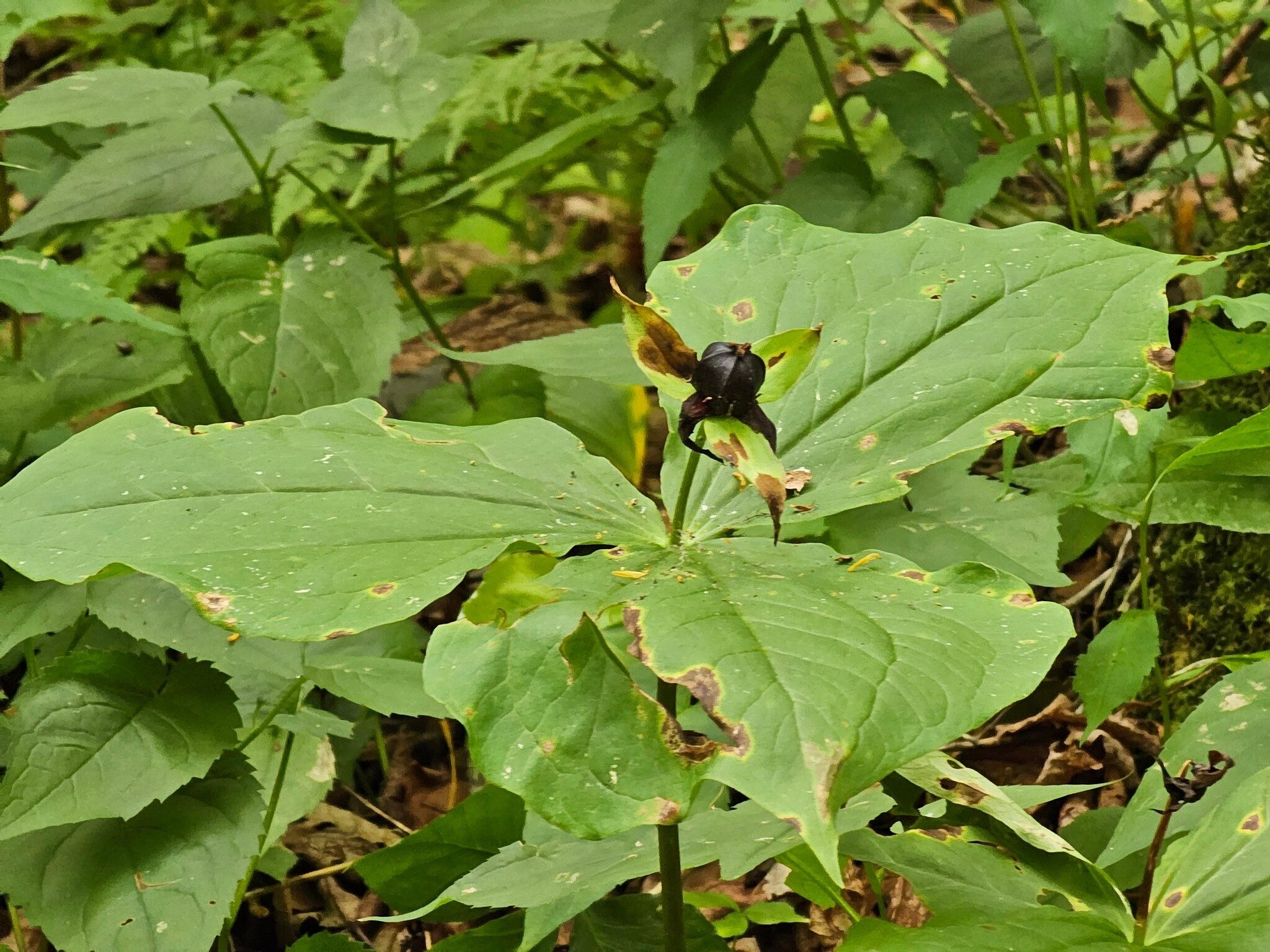 A Trillium with fruit.  I bet this trail is really beautiful in the Spring.
