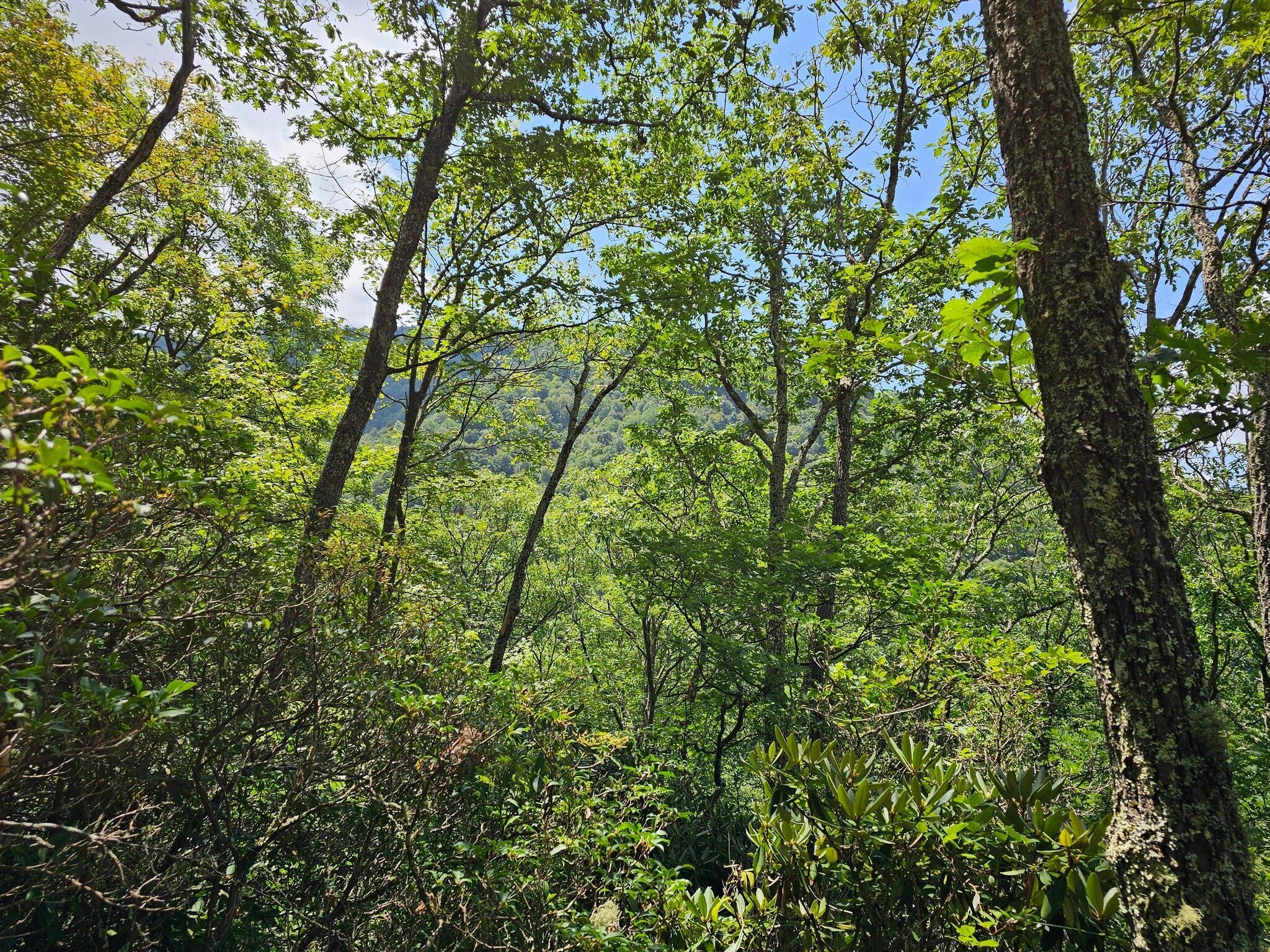 The "best" view of the mountains from the trail.  Just hoping for something better.