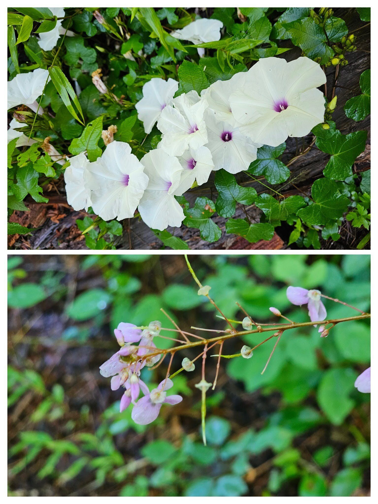 Mostly Wild Potato Vine (top) and Beggar Lice (bottom) today.