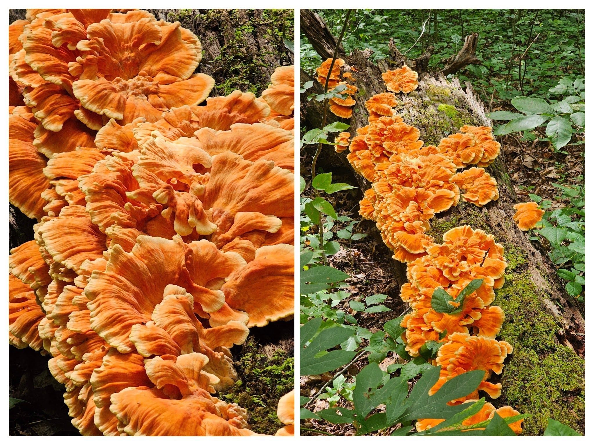 Whoa!  Now that is the fungus of the day.