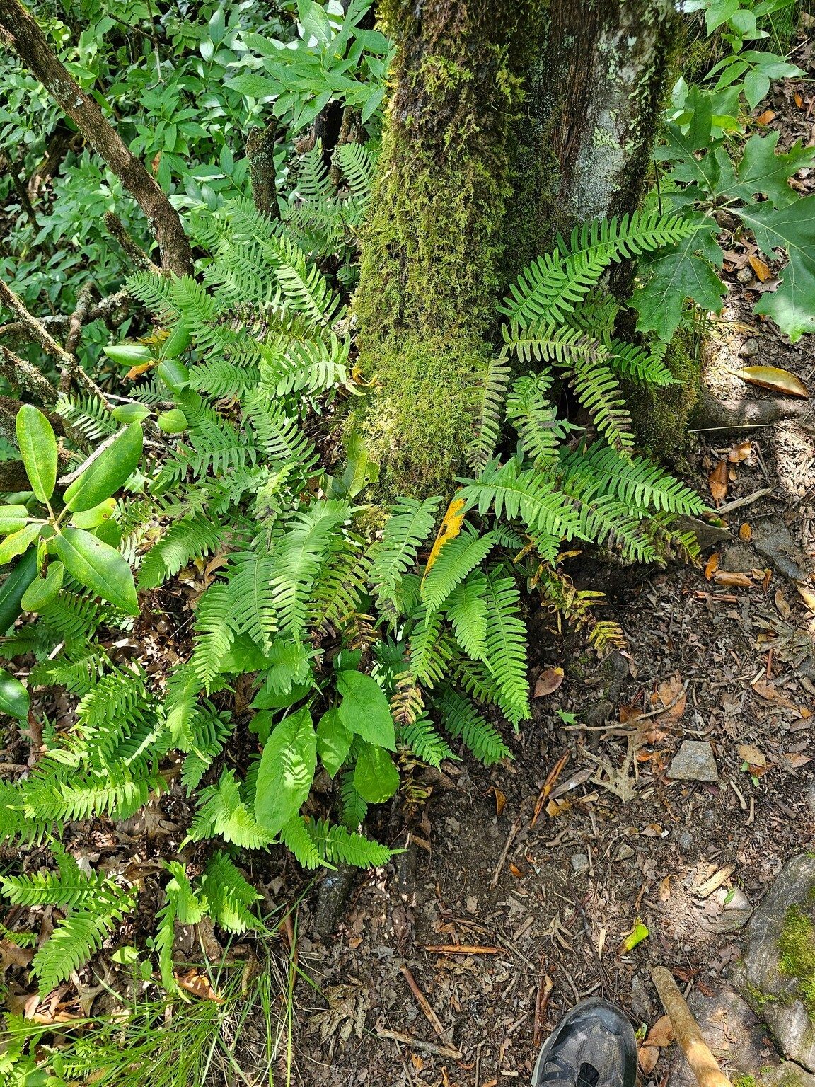 This example of Resurrection Fern is one of my favorite plants.