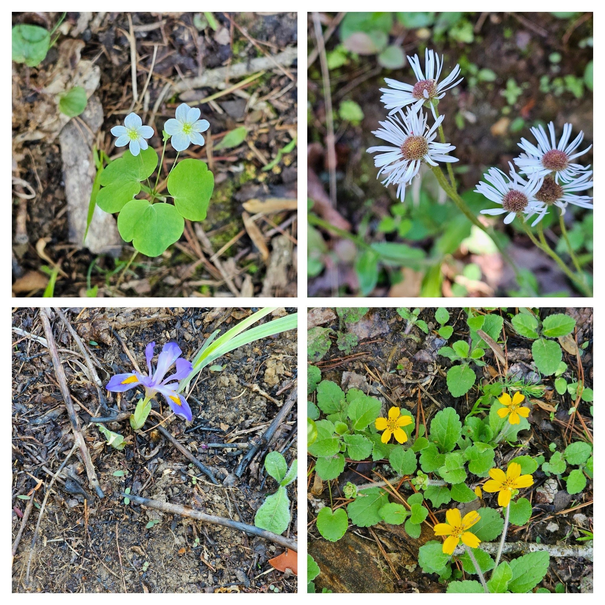 Clockwise from 10 O'clock: Rue-anemone; Daisy Fleabane; Green and Gold & Dwarf Crested Iris