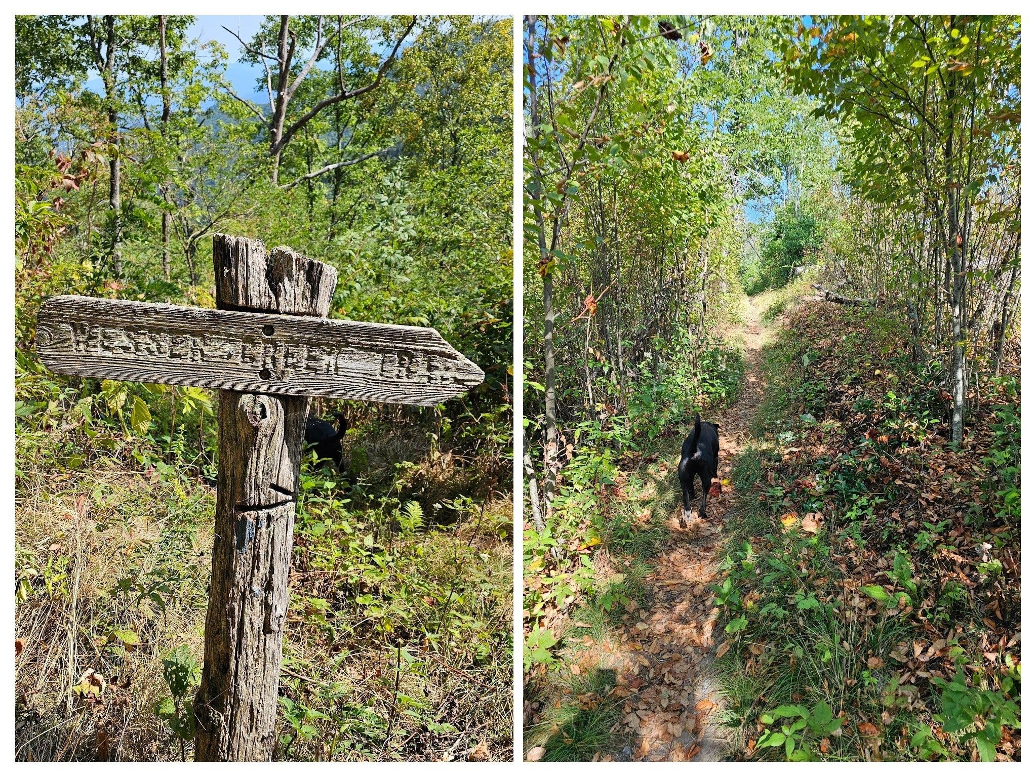 Heading down the AT after Wesser Bald and past a side trail for the Wesser Creek Trail not shown on AllTrails' maps.