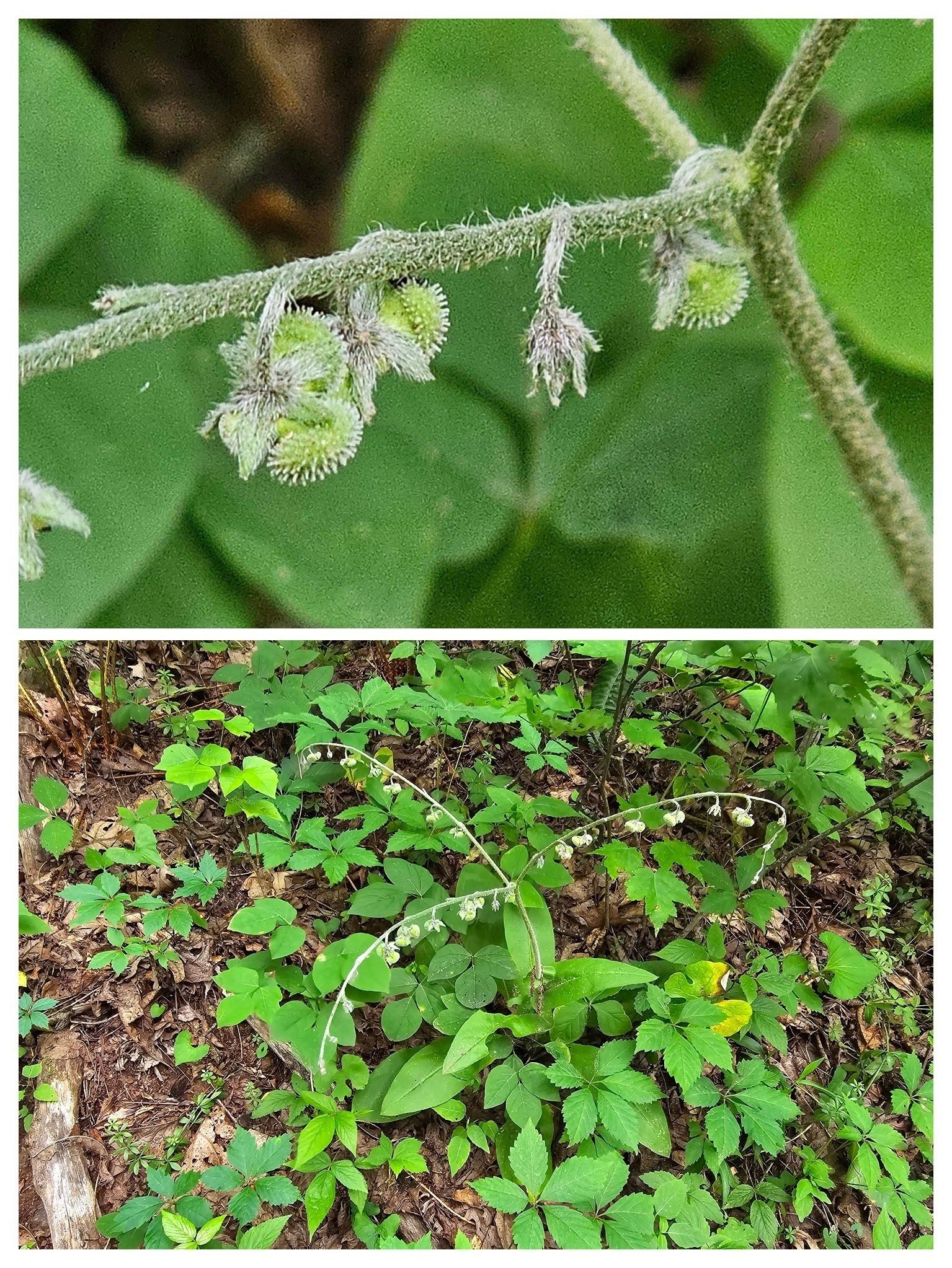 Kim spotted  this Wild Comfrey with its unusual seed pods.