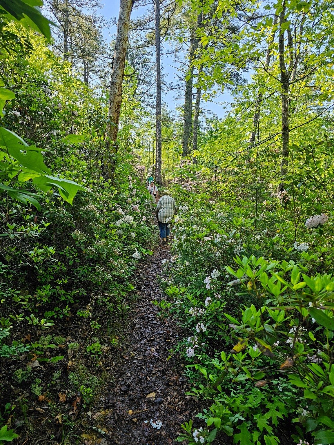 See what I mean. More Mountain Laurel. Bruce encouraging Jeanne up this hill.