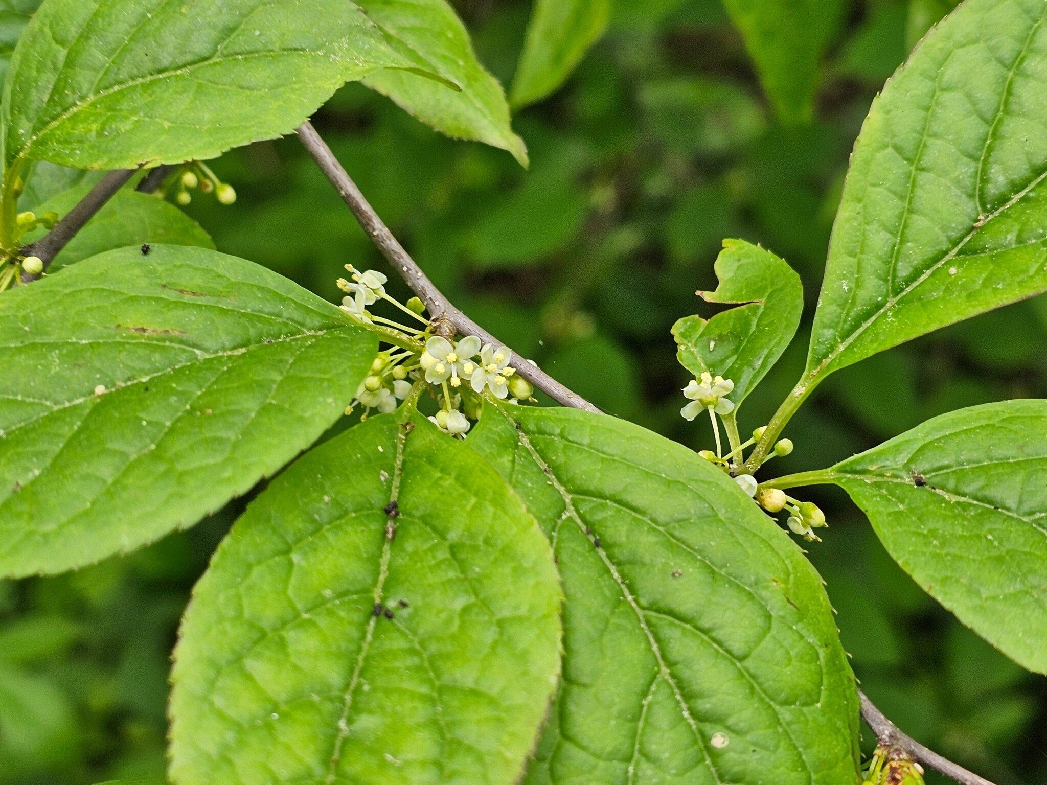Mystery tree/shrub of the hike.  Perhaps a Mountain Holly/Winterberry ???