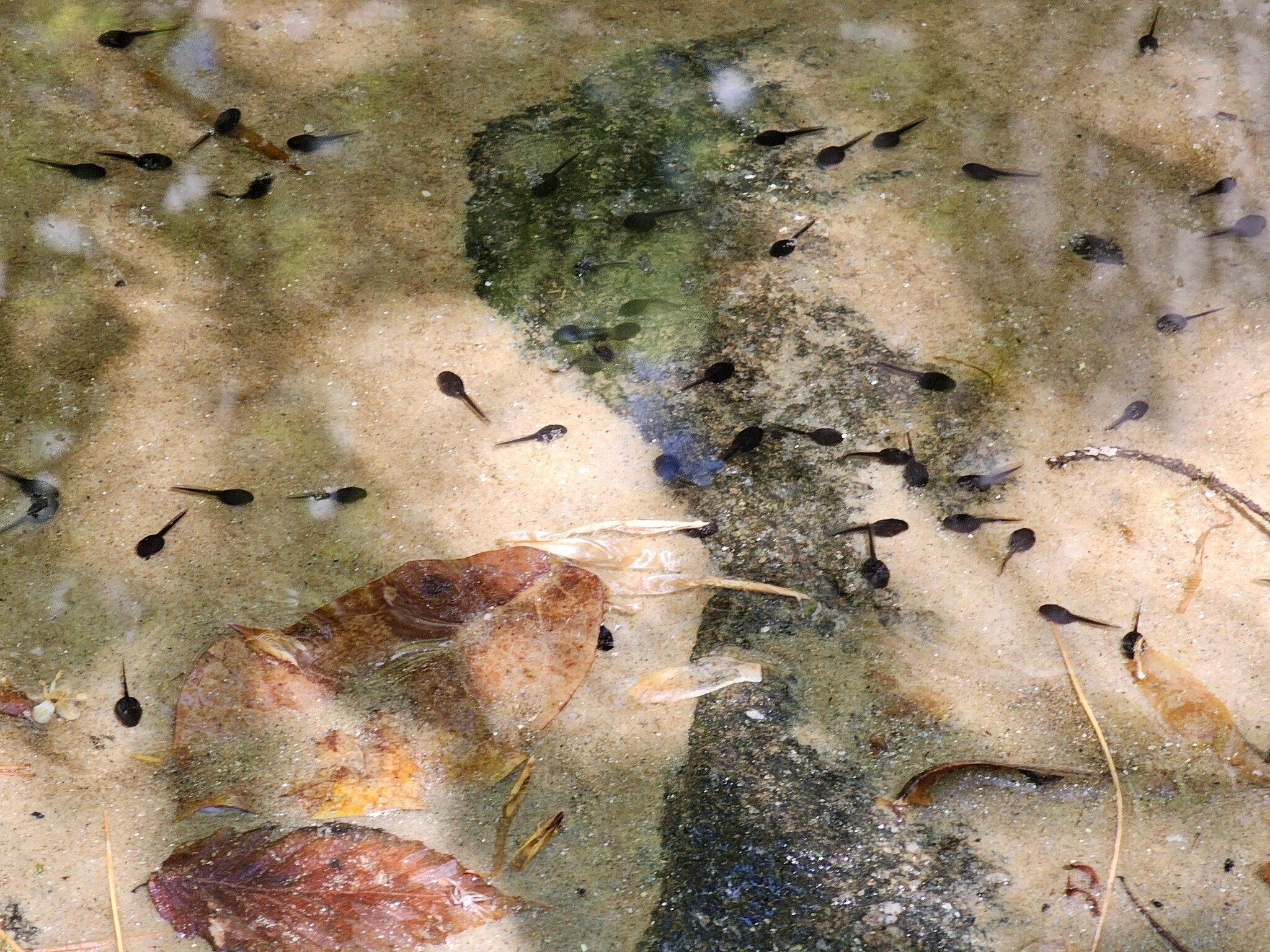Going to be a lot of frogs at this spot.