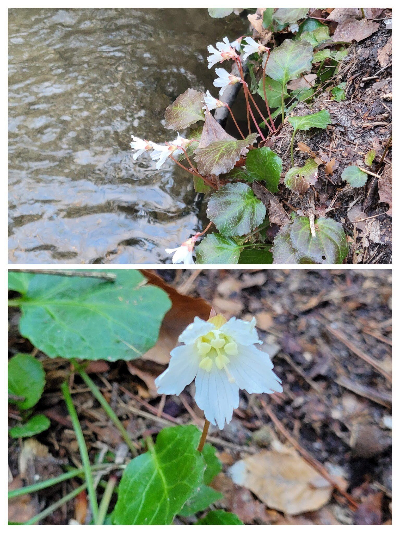 Then some more along the creek bank.