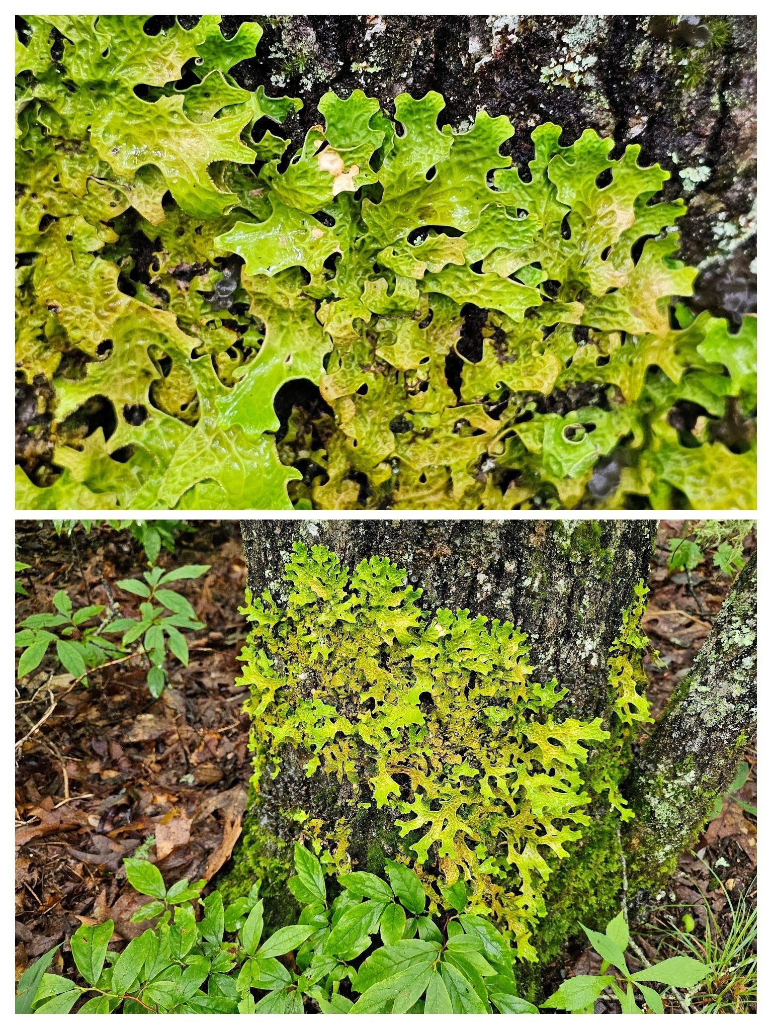 Lungwort lichen found on base of tree enroute to Lookout#4. Wikipedia reports, "it is sensitive to air pollution and is also harmed by habitat loss and changes in forestry practices."