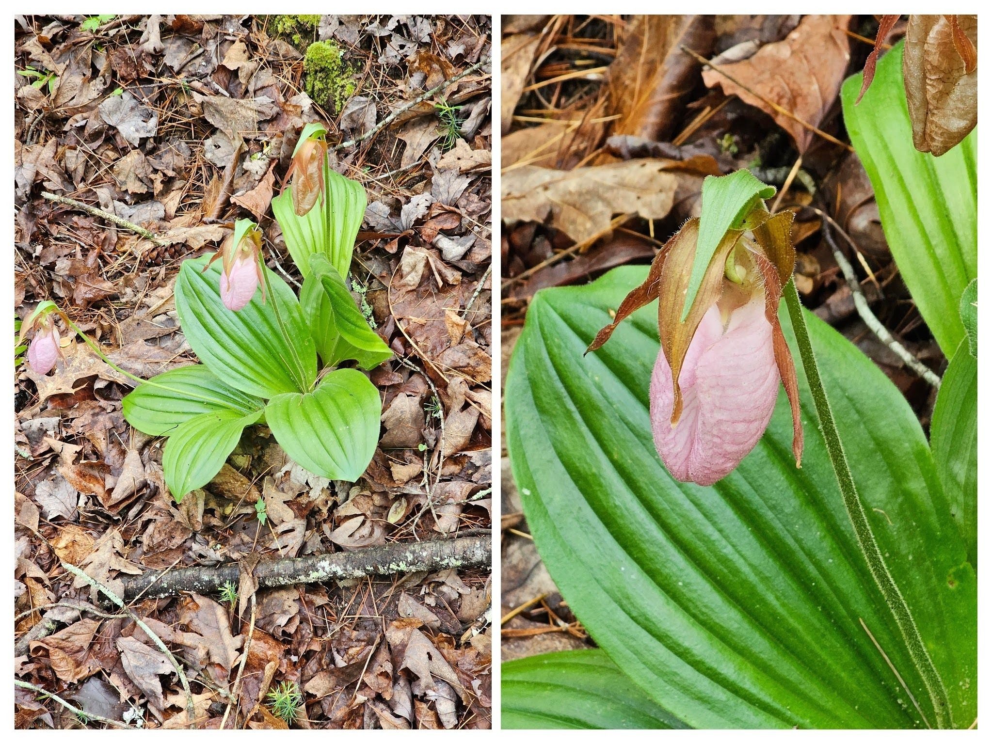We spotted this very nice Lady Slipper toward the end of the hike.