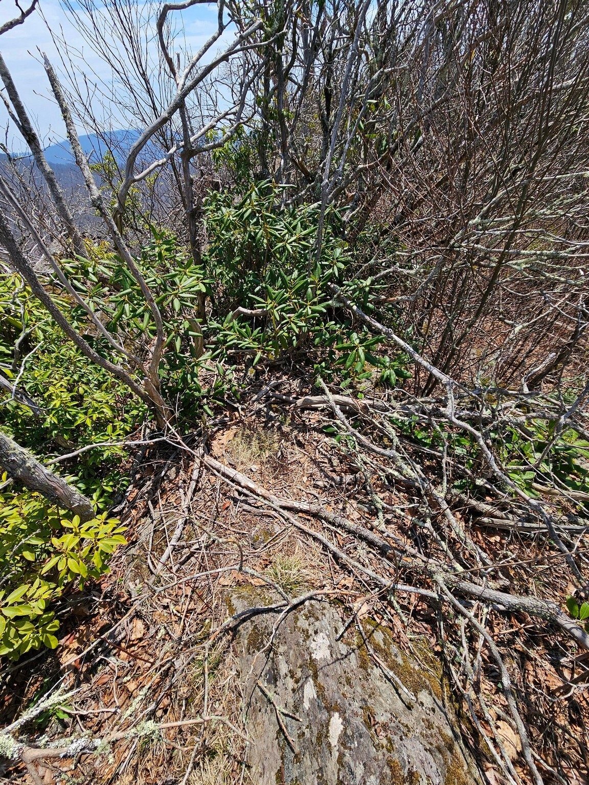 This is a far as we could go. Not quite to the peak of Big Scaly, but the burned out blowdown, steep drop, and lack of any visible trail, made it unsafe to go the additional 50 yards to the peak.