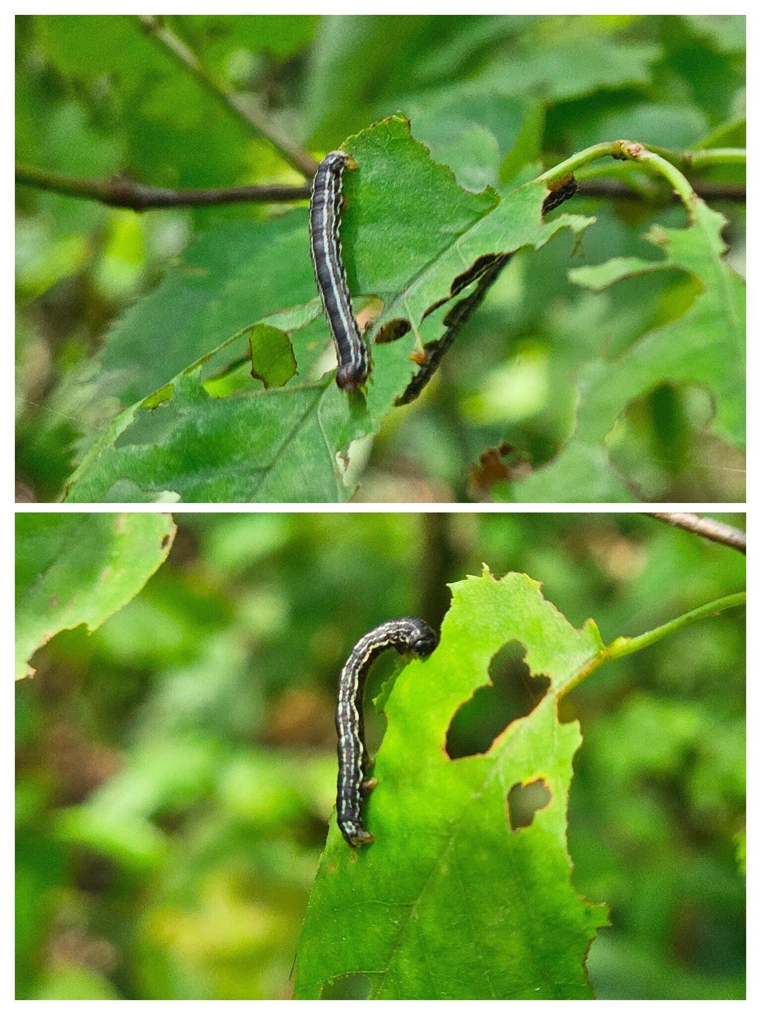 Hungry Contracted Datana Moth caterpillars.