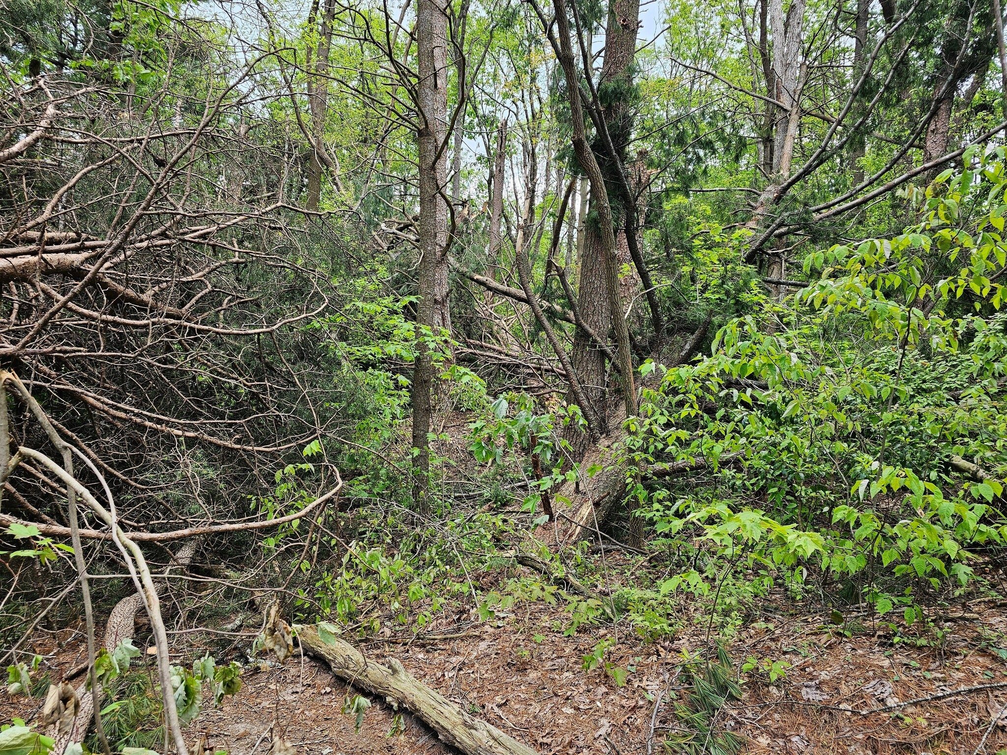 A large blowdown on the return portion of our planned hike on the Benton MacKaye Trail from Rich Mountain causing us to just go out and back on the AT to Rich Mountain.