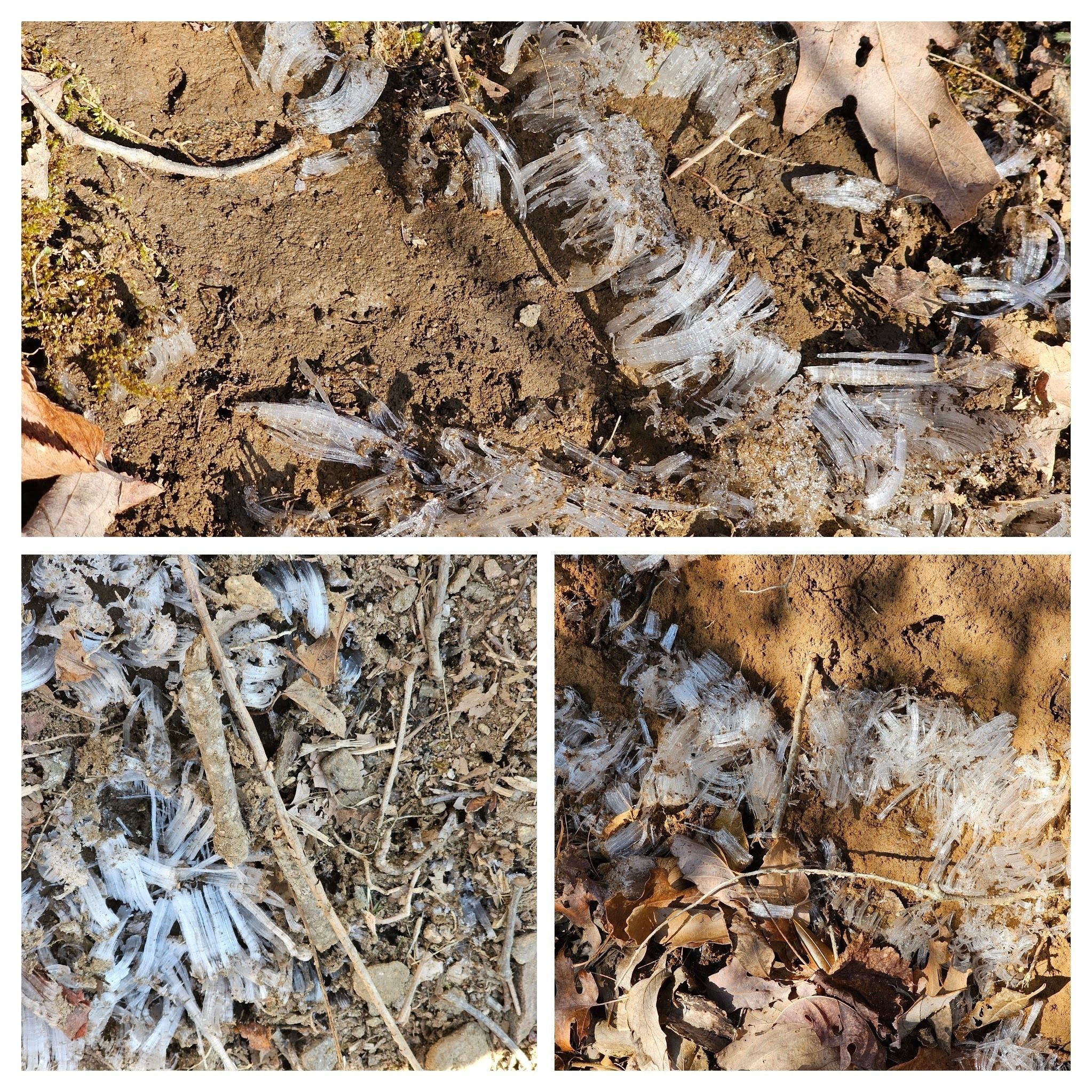 Lots of "Needle Ice" along the first part of the trail.