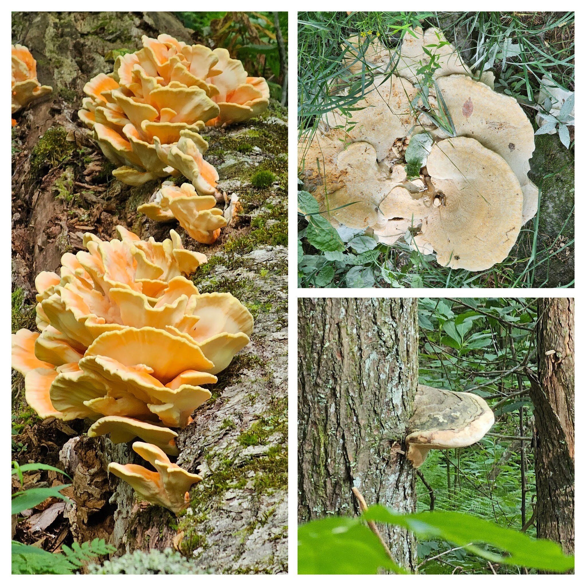 An impressive variety of large fungi.