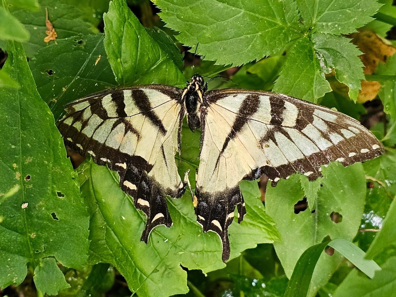 This Tiger Swallowtail Butterfly seems to be in the last stage of it's life. Beautiful, but sad.