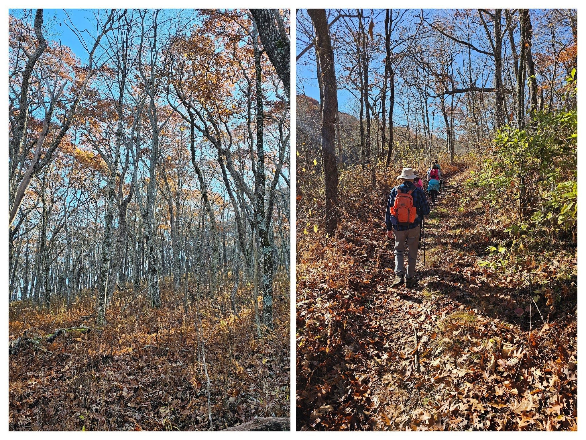 Most of the leaves were already on the ground.