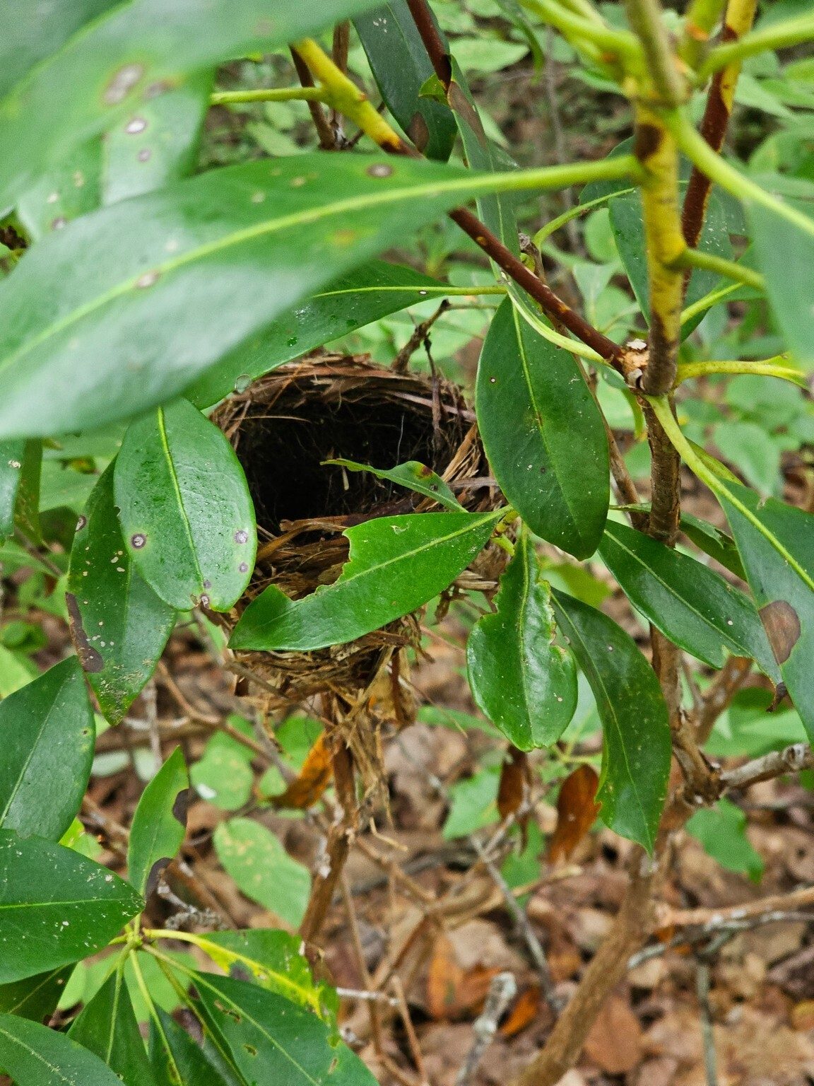 Ken Pardue spotted this neat, but empty, nest low and just off the trail.