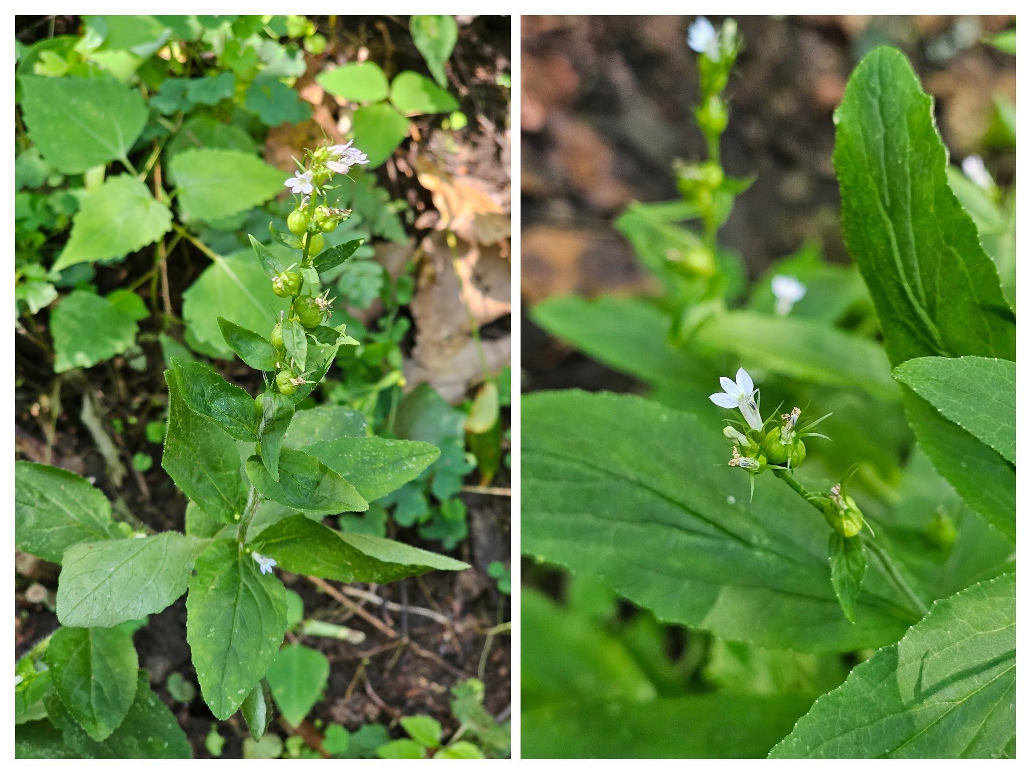 Indian Tobacco