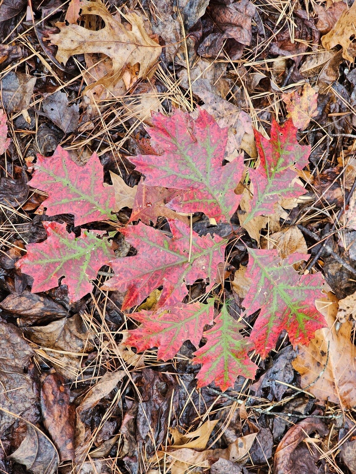 As John Cape pointed out, these young oak leaves are a pleasant sight.