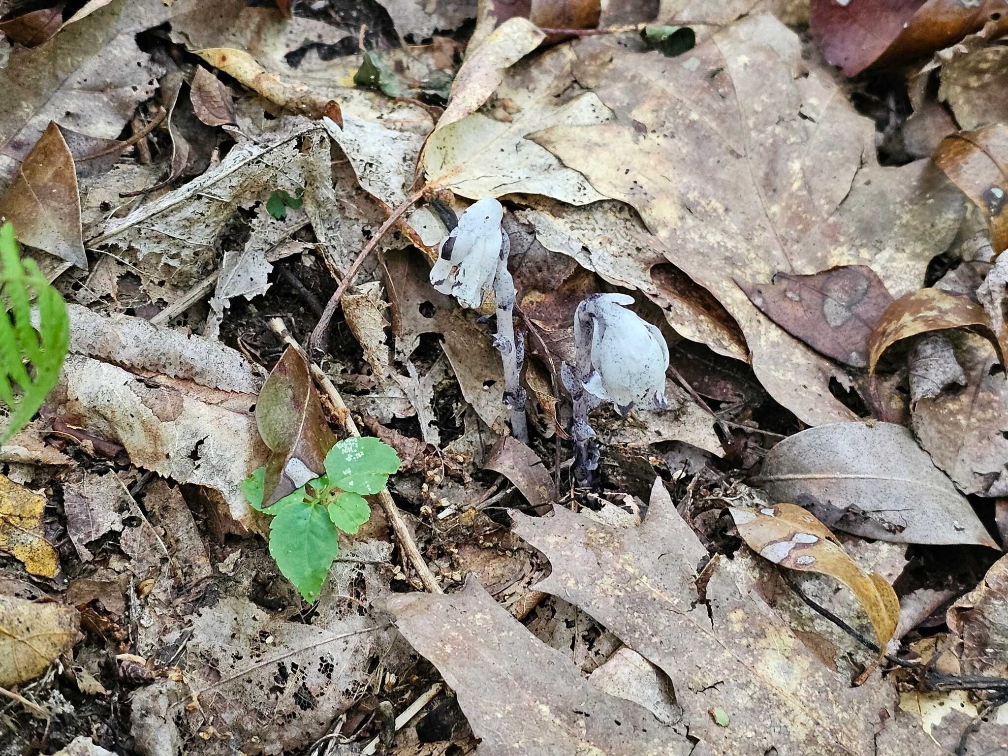 Kim spotted these small Indian Pipes emerging from the leaf cover. . . . as well as many of the other wildflowers seen today.