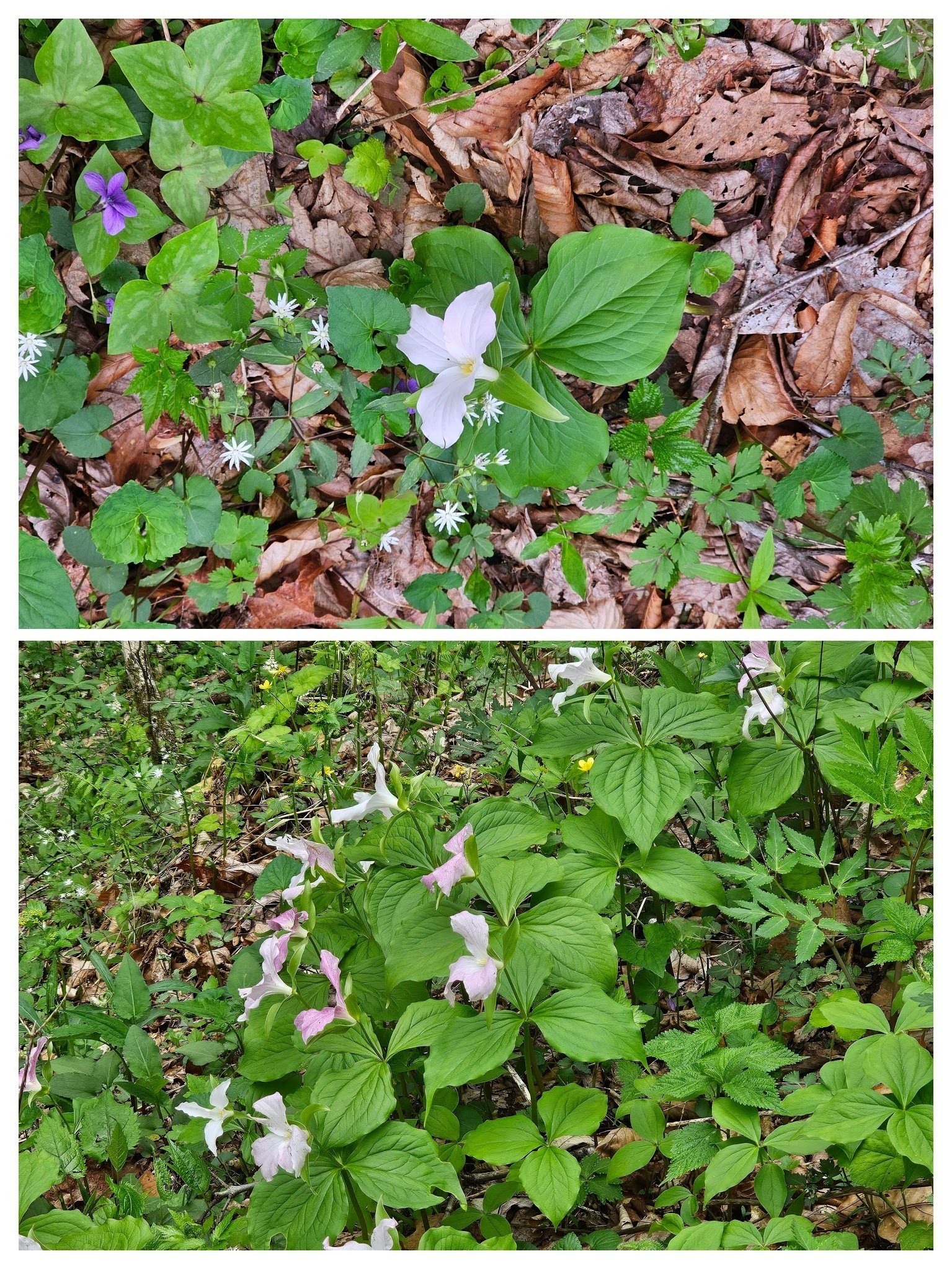 These White Trillium early in the hike were a pleasant surprise.