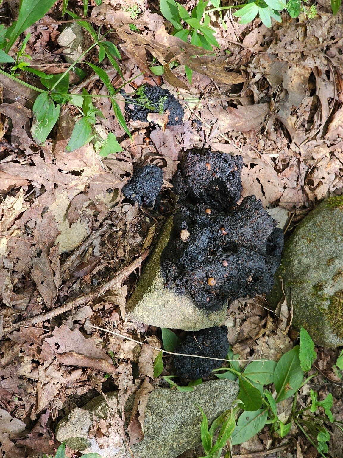 Lots of bear scat on this section of Yellow Patch Trail.  Keep a good watch for one.