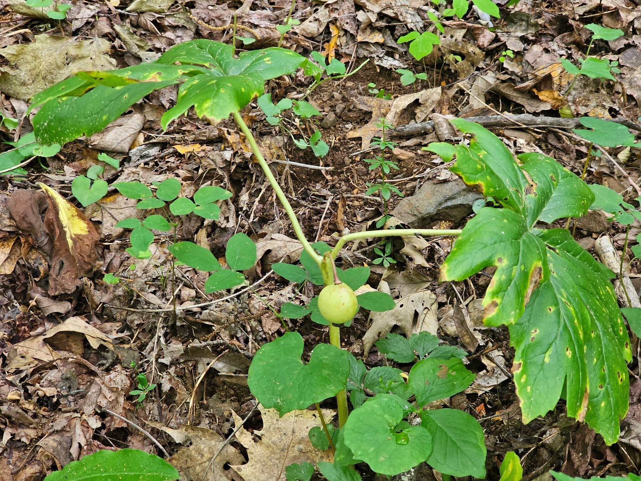 We saw numerous Mayapples with fairly large fruit.