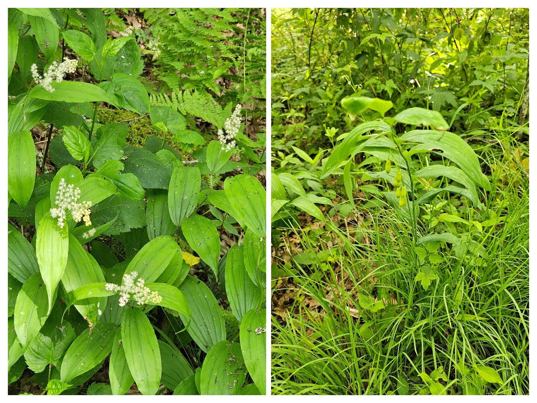 Both False and true Solomon's Seal.