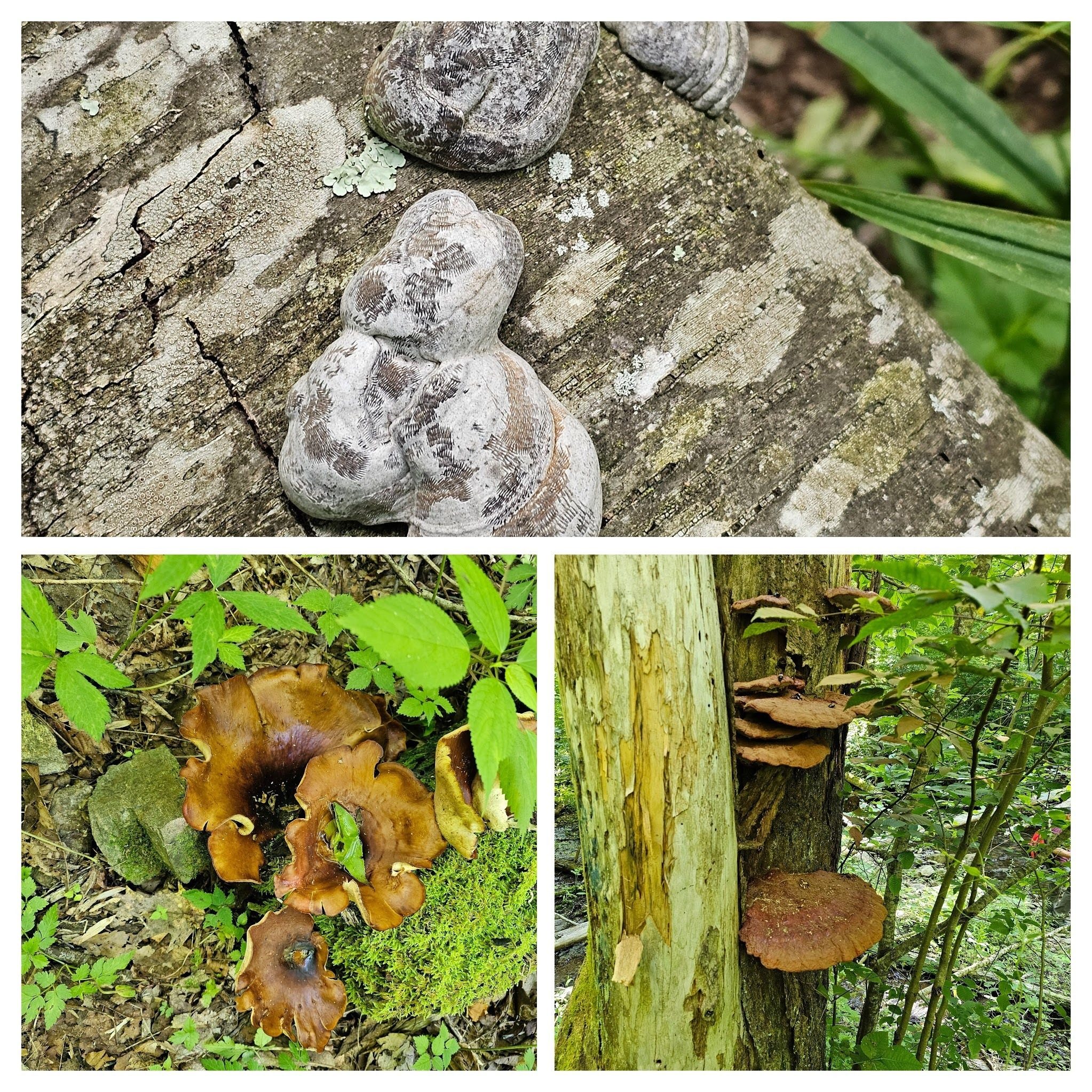 Some of the interesting fungi seen today.