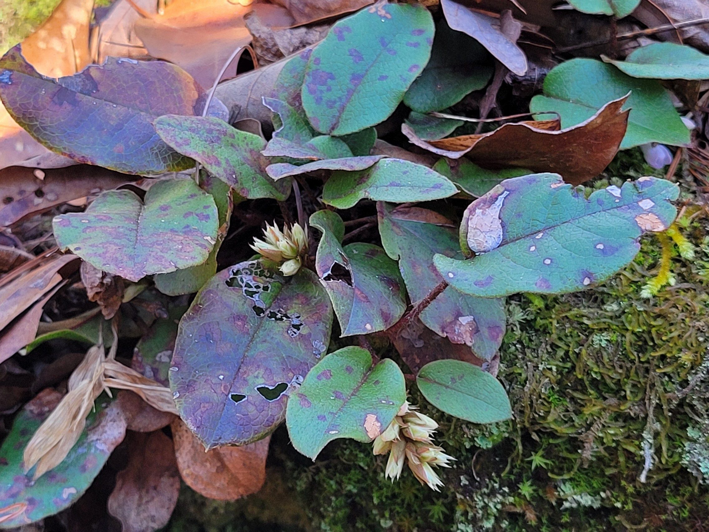 Another early wildflower, Trailing Arbutus, ready to bloom.